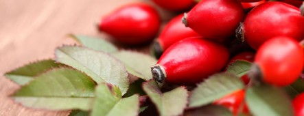 Rozenbottel heeft kankerremmende en antioxidante eigenschappen. 