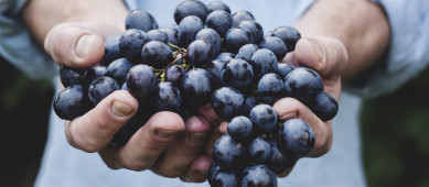 Rode druiven: voedingsbron van resveratrol.